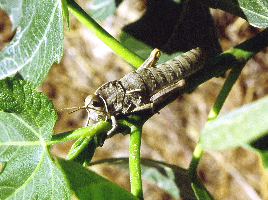 Insetti endemici italiani: Pamphagus ortolaniae e marmoratus